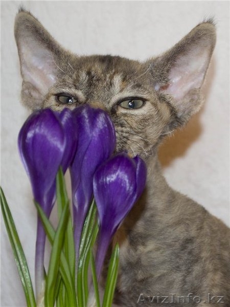 Котята девон-рекса - Изображение #6, Объявление #915263