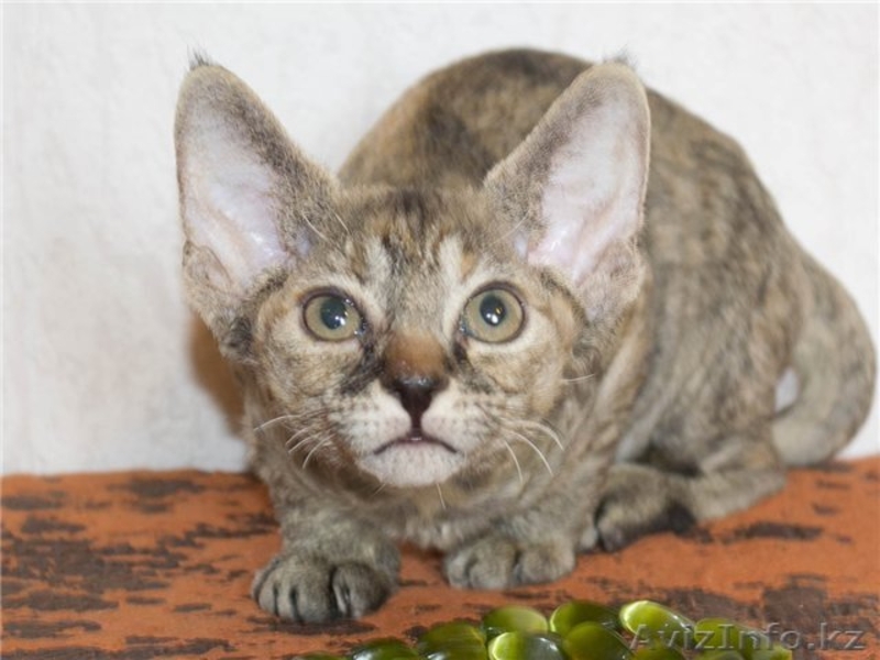 Котята девон-рекса - Изображение #5, Объявление #915263