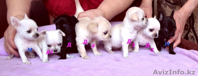 ЩЕНКИ ЧИХУАХУА ЩОУ КЛАССА - Изображение #1, Объявление #913664