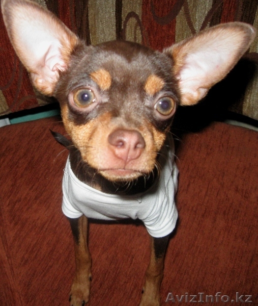 Вязка Русский Той Терьер  - Изображение #1, Объявление #908454