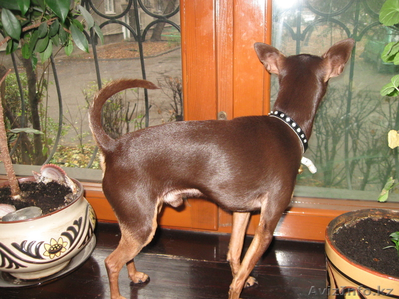 Вязка Русский Той Терьер  - Изображение #8, Объявление #908454