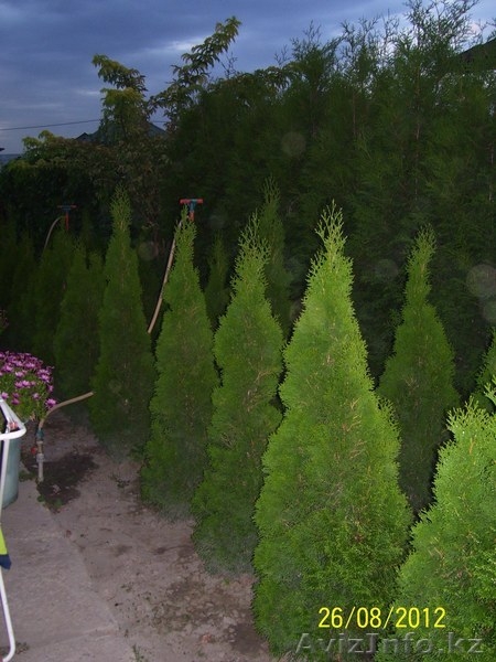 Оптом и в розницу - Изображение #9, Объявление #916015