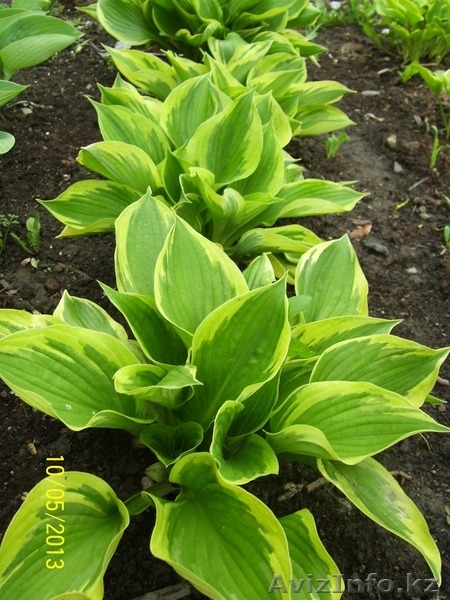 Оптом и в розницу - Изображение #4, Объявление #916015