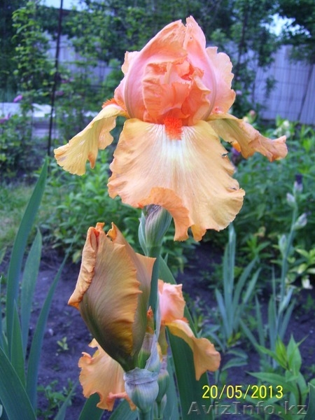 Оптом и в розницу - Изображение #3, Объявление #916015