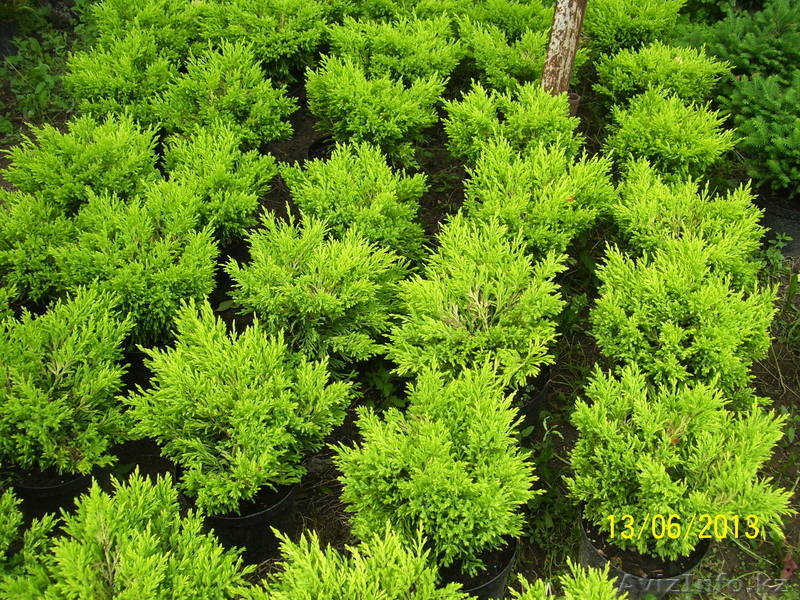 Оптом и в розницу - Изображение #5, Объявление #916015