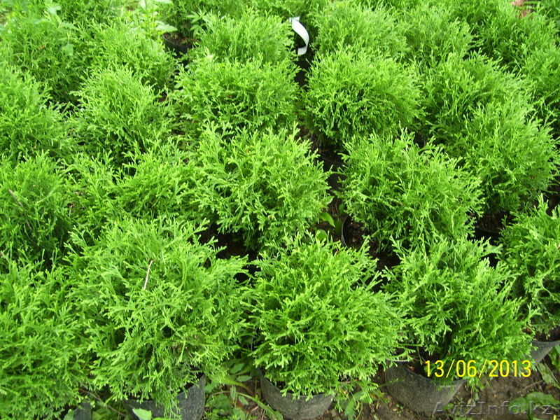 Оптом и в розницу - Изображение #6, Объявление #916015