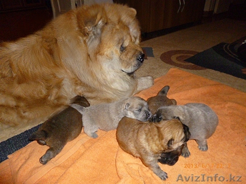 Продам щенят Чау-Чау - Изображение #1, Объявление #918518