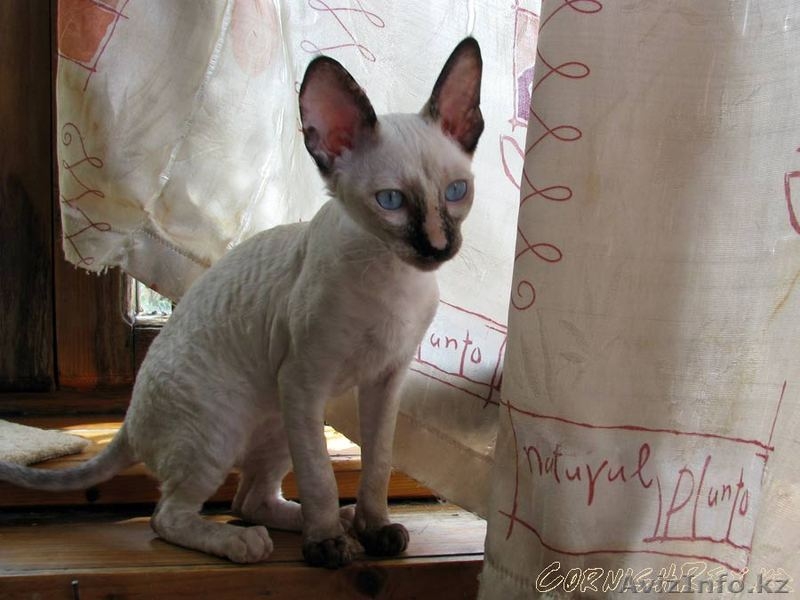 Кудрявые котята корниш-рекс - Изображение #4, Объявление #921625