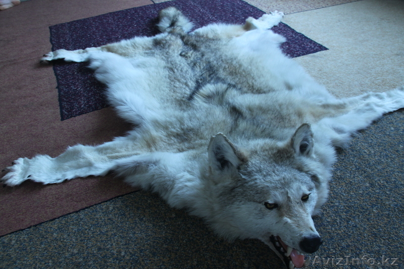 Шкура и голова волка - Изображение #1, Объявление #918890