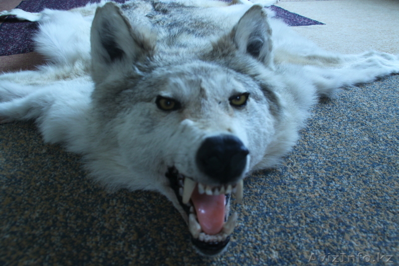 Шкура и голова волка - Изображение #2, Объявление #918890