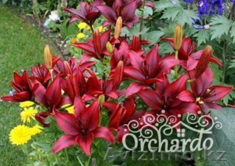 Посадочные материалы  - Изображение #6, Объявление #930524