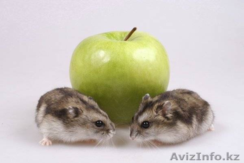 Продаются чудесные джунгарские хомячки - Изображение #1, Объявление #924242