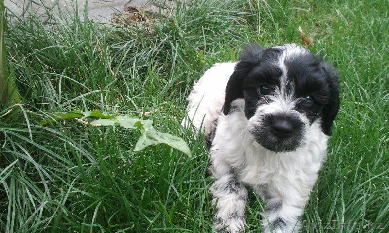 Продам щенков породы Русский охотничий спаниель - Изображение #1, Объявление #930128