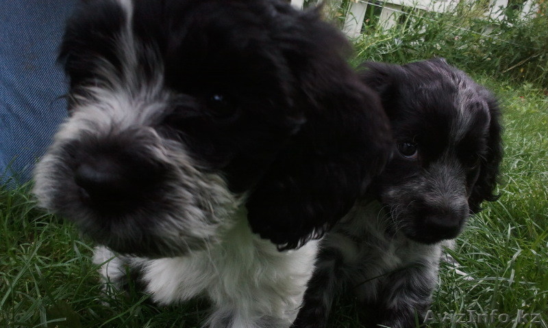 Продам щенков породы Русский охотничий спаниель - Изображение #3, Объявление #930128