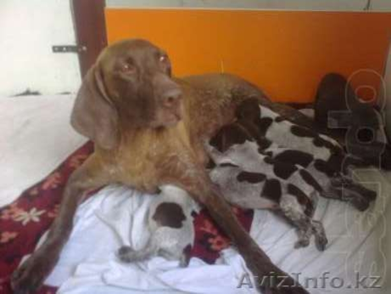 Продам щенков курцхаара, 35 000 тенге, тогр уместен - Изображение #3, Объявление #922220
