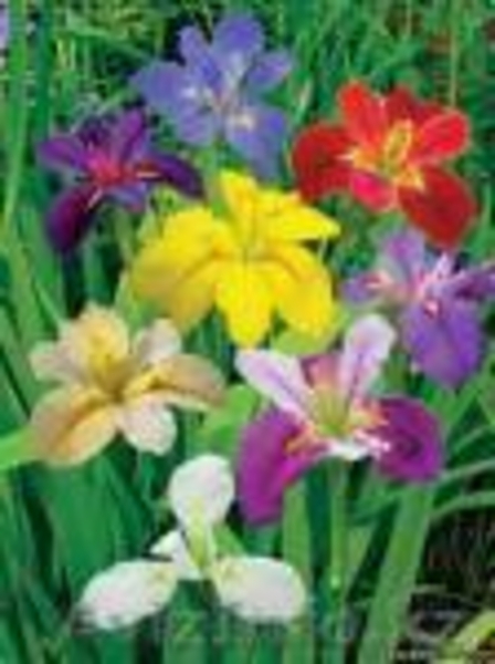 Посадочные материалы  - Изображение #4, Объявление #930524