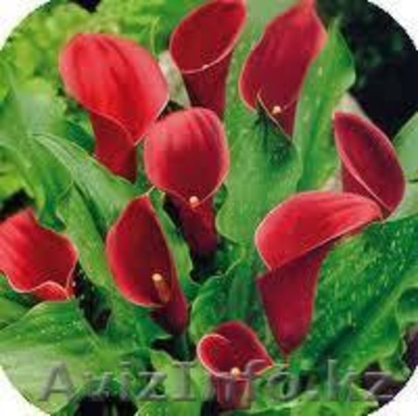 Посадочные материалы  - Изображение #7, Объявление #930524