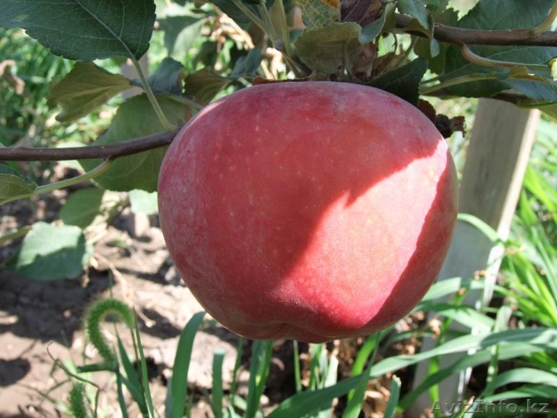 ИП Суздалева Ольга Васильевна - Изображение #3, Объявление #926912