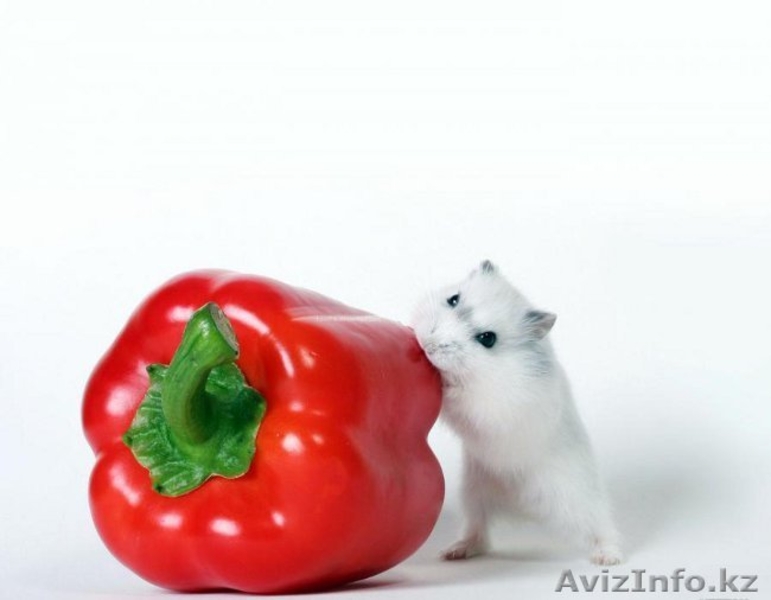 Продаются чудесные джунгарские хомячки - Изображение #2, Объявление #924242