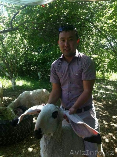 Продаю баранов редкой породы ДОЛАН - Изображение #2, Объявление #929922