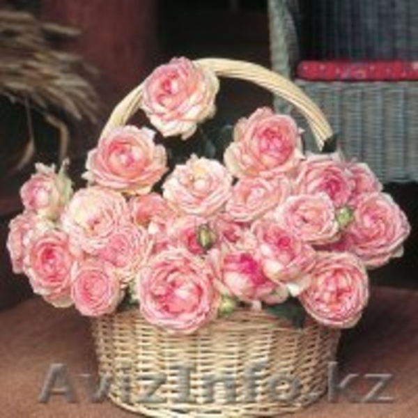 Посадочные материалы  - Изображение #5, Объявление #930524