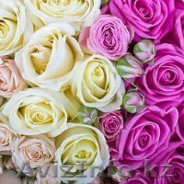 Посадочные материалы  - Изображение #3, Объявление #930524