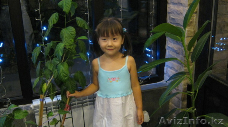 ДОМАШНЫЙ МИНИ САДМИК  - Изображение #3, Объявление #930745