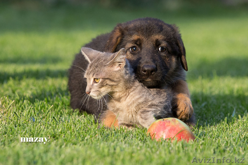 Продам элитных щенков Немецкой Овчарки 1.5мес. - Изображение #3, Объявление #931337