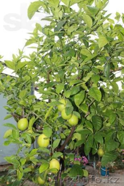 Лимон плодоносящий - Изображение #3, Объявление #940917