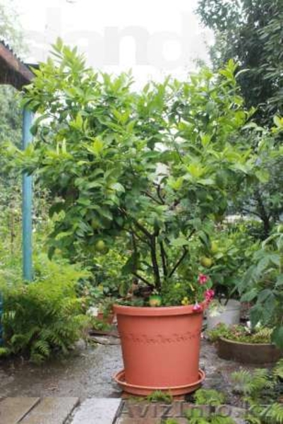 Лимон плодоносящий - Изображение #4, Объявление #940917