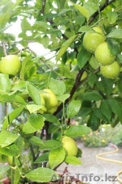 Лимон плодоносящий - Изображение #5, Объявление #940917