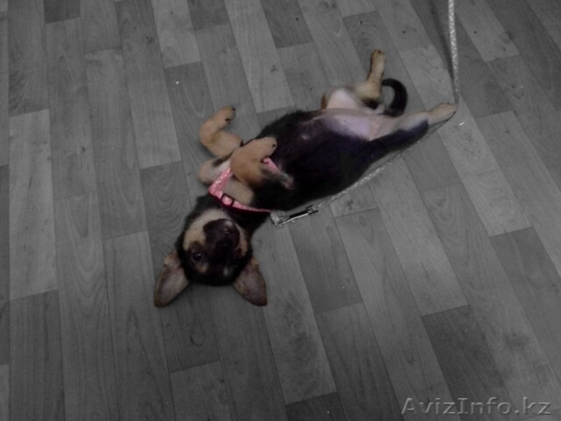 Отдам очень милого щеночка в хорошие руки. - Изображение #3, Объявление #946466