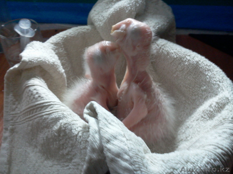 ркчной домашний выкормыш Ара Арлекин  - Изображение #2, Объявление #941034