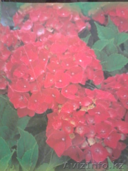 декоративно-цветущие кустарники и многолетние  цветы - Изображение #6, Объявление #950461