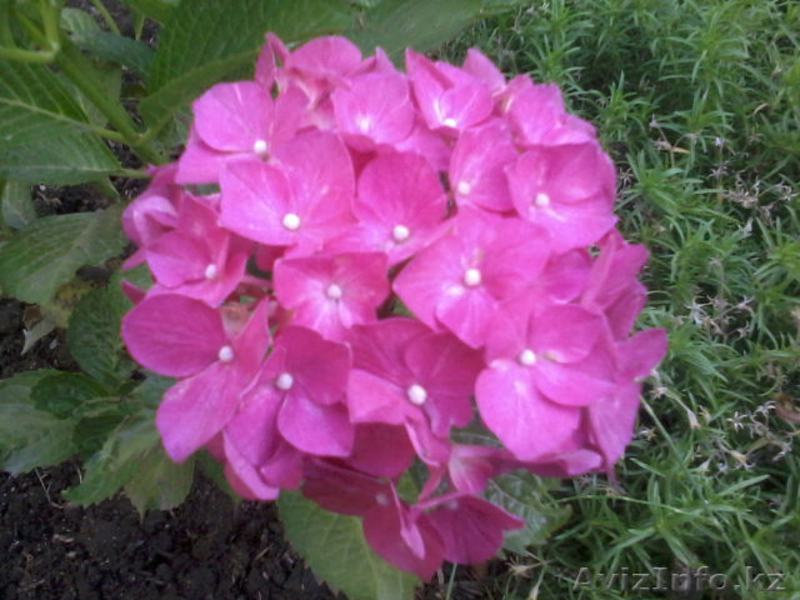 декоративно-цветущие кустарники и многолетние  цветы - Изображение #5, Объявление #950461