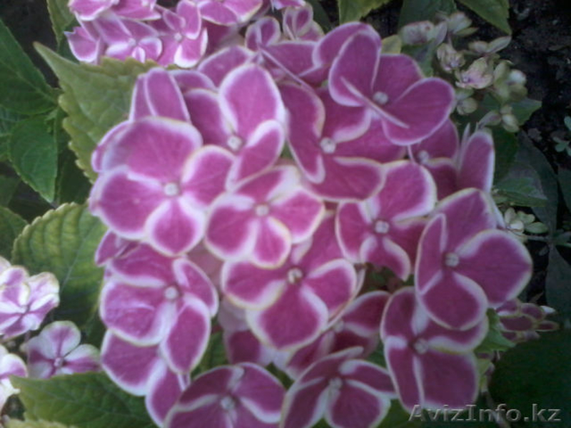 декоративно-цветущие кустарники и многолетние  цветы - Изображение #7, Объявление #950461