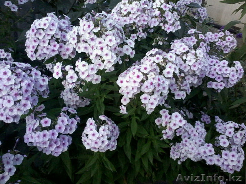 декоративно-цветущие кустарники и многолетние  цветы - Изображение #10, Объявление #950461