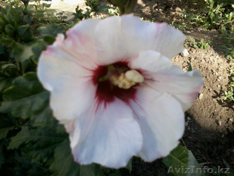 декоративно-цветущие кустарники и многолетние  цветы - Изображение #3, Объявление #950461