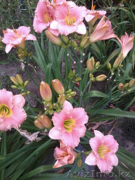 декоративно-цветущие кустарники и многолетние  цветы - Изображение #8, Объявление #950461