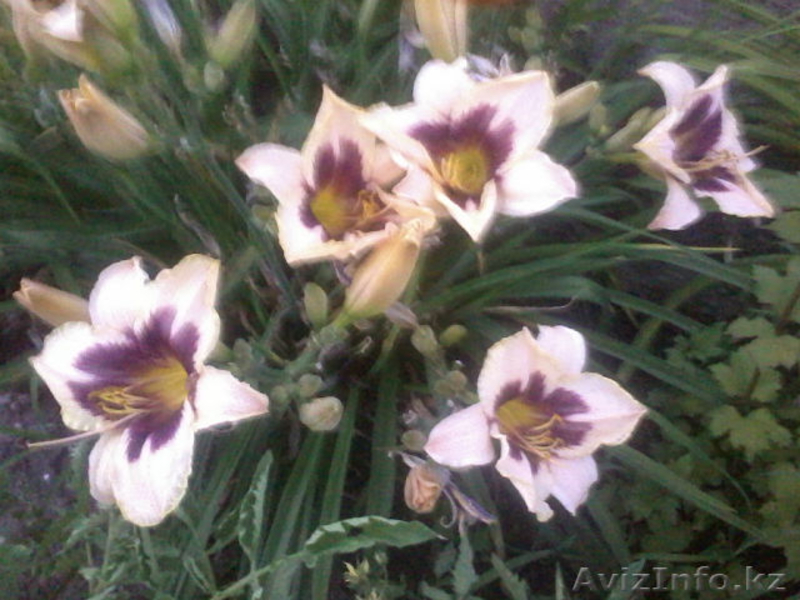 декоративно-цветущие кустарники и многолетние  цветы - Изображение #9, Объявление #950461