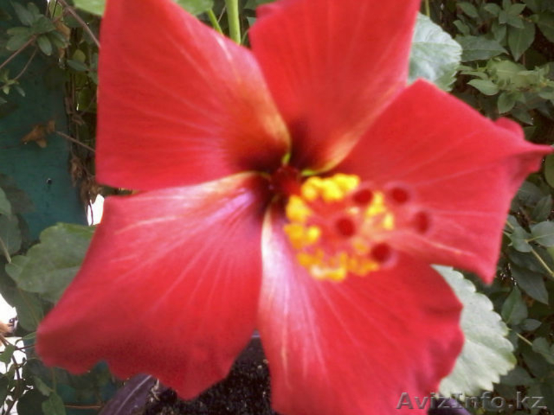 декоративно-цветущие кустарники и многолетние  цветы - Изображение #4, Объявление #950461