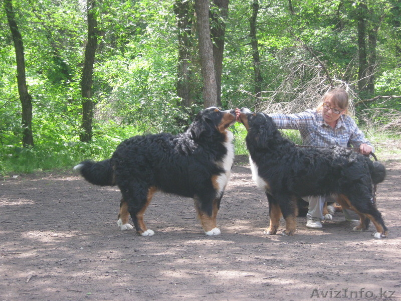 Питомник Бернских Зенненхундов предлагает - Изображение #3, Объявление #944992
