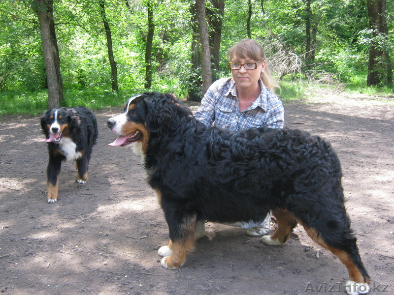 Питомник Бернских Зенненхундов предлагает - Изображение #2, Объявление #944992