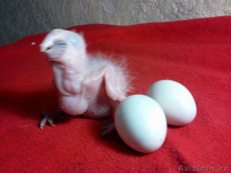 ркчной домашний выкормыш Ара Арлекин  - Изображение #3, Объявление #941034
