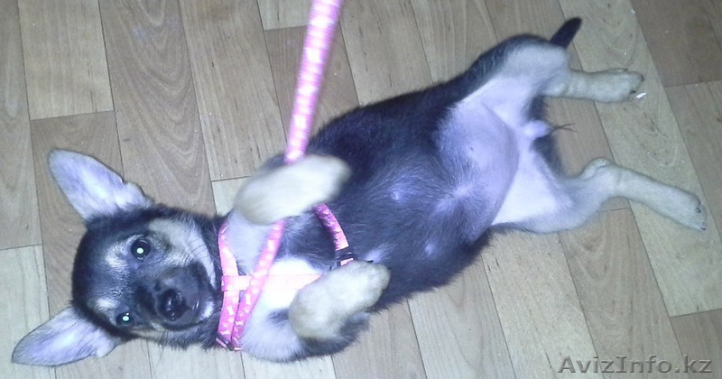 Отдам очень милого щеночка в хорошие руки. - Изображение #7, Объявление #946466