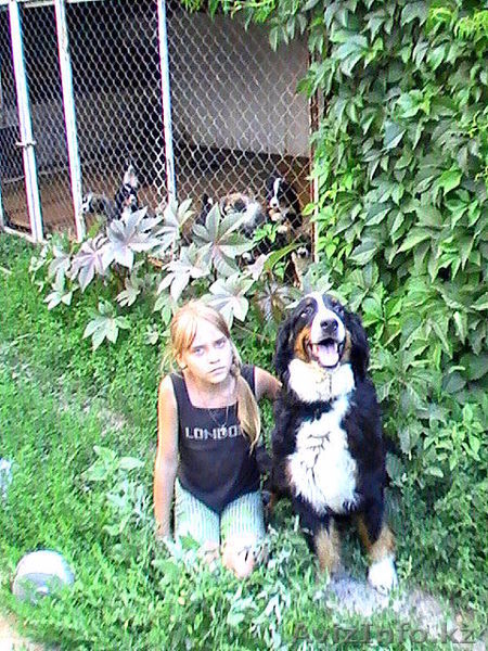 Питомник Бернских Зенненхундов предлагает - Изображение #5, Объявление #944992