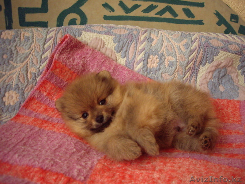 Щенки карликового шпица - Изображение #1, Объявление #949005