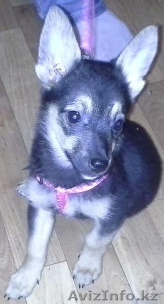 Отдам очень милого щеночка в хорошие руки. - Изображение #1, Объявление #946466