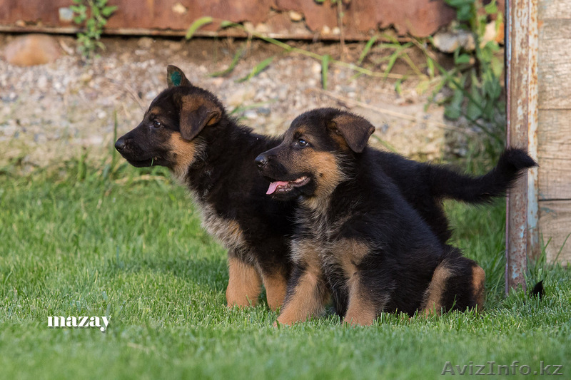 Продам элитных щенков Немецкой Овчарки 1.5мес. - Изображение #5, Объявление #931337