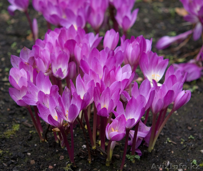 луковицы тюльпанов,лилий,крокусов,нарциссов,гиацинтов,ирисов,лилий,рябчиков и др - Изображение #6, Объявление #957528